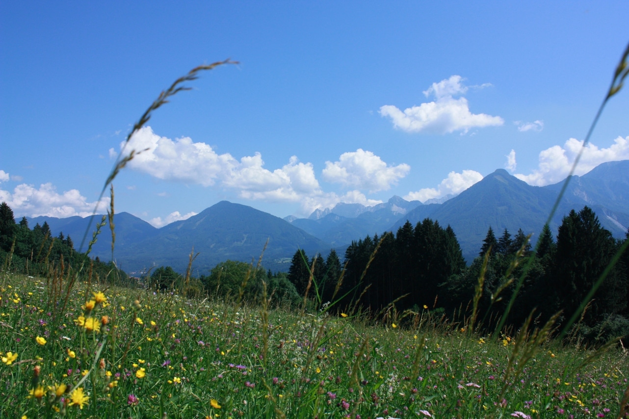 Sommerliche Blumenwiese mit Karawankenpanorama