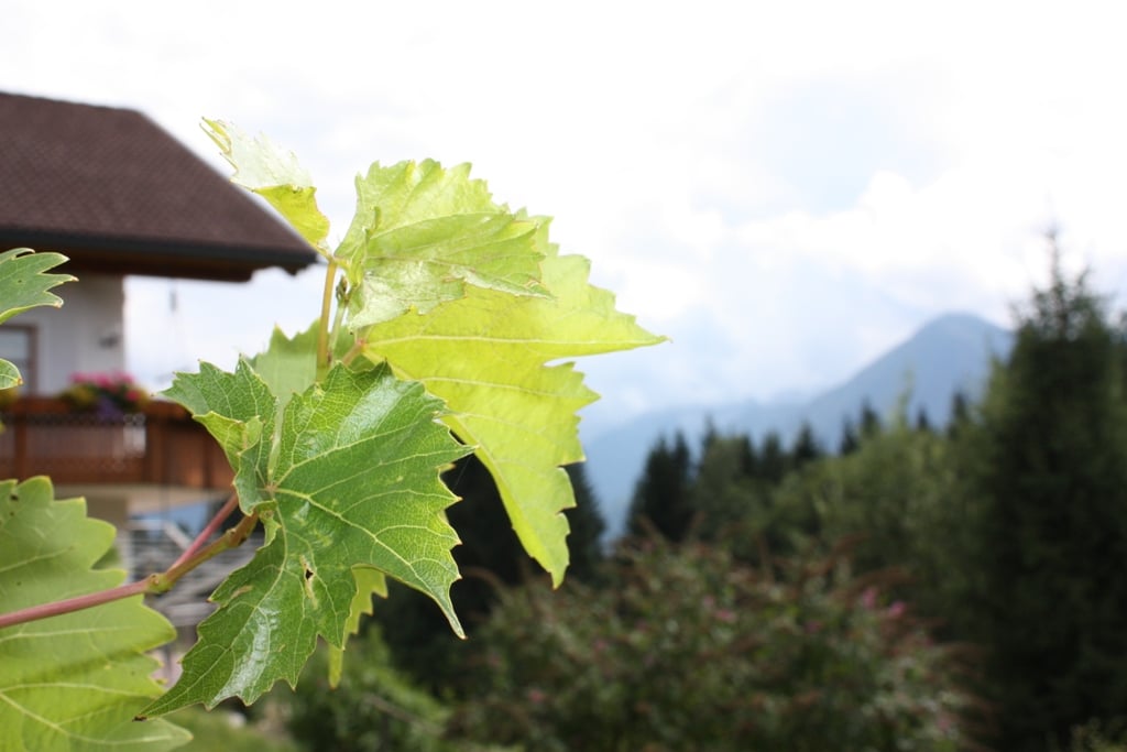 Blick von der Ferienwohnung auf die Karawanken mit Weinlaub im Vordergrund