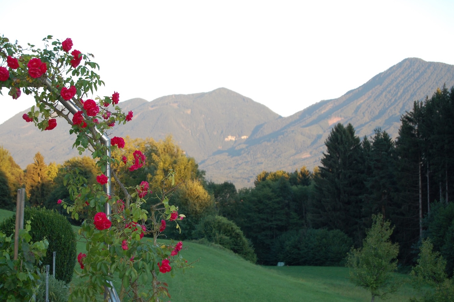 Rote Rosen im Garten mit Karawankenblick